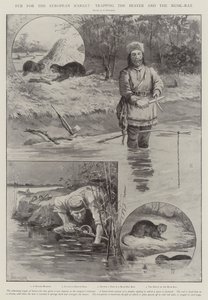Fur for the European Market, trapping the Beaver and the Musk-Rat by Paul Frenzeny